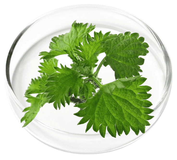 Chlorophyllin ingredient