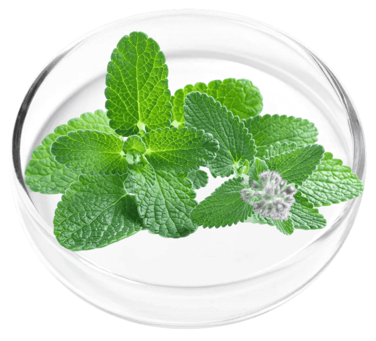 Peppermint ingredient